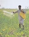 Total area sown under kharif crops crosses 89 lakh hectares so far0