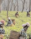 Indian tea industry employs 12 lakh workers, 58 pc women: Piyush Goyal55