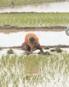 1,29,070 hectares targeted for Kharif paddy cultivation in Cuttack District14