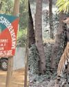 Similipal tigress Zeenat that created terror in 3 states ‘pregnant’, claims forest official62