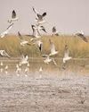 Over 160 bird species, 21 first-time sightings documented in Delhi's summer bird census74