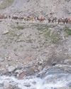Fresh batch of 7,200 pilgrims leaves for Amarnath yatra25