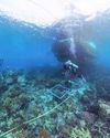 Officials demand B12mn over cargo ship reef damage7