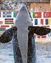 Break poor Keijo and Wikie out of their whale jail...27