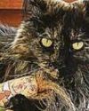 Catastrophe as moggie is left on plane