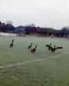 Footie match is postponed for fowl play