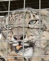 Big cats left in squalor by charity boss