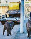 Costas Brits may meet a boar on hols23
