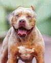 COPS SEIZE 4,500 DOGS IN XL BULLY CRACKDOWN17