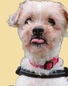 CLOSE SHAVE FOR NEGLECTED PUP CLOSE SHAVE FOR NEGLECTED PUP37