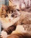 Runaway cat made a fast food getaway Runaway cat made a fast food getaway7