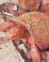 Freedom for tortoise after 9 yrs in floor27