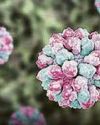 FEARS OVER SECOND WAVE OF NOROVIRUS8