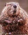 Labour plans to bring back wild beavers36