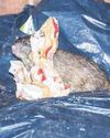 The Brum-town rats The Brum-town rats