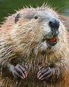 Release of beavers is a wild boost Release of beavers is a wild boost