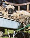 FARMER RAISING THE BAA