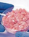 Meat grown in lab on sale in two years Meat grown in lab on sale in two years