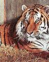 Tiger travels 1,100 miles to meet a mate Tiger travels 1,100 miles to meet a mate