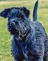 Schnauzer is to hound out wrongdoers Schnauzer is to hound out wrongdoers
