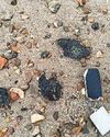 Toxic wildlife peril of North Sea disaster Toxic wildlife peril of North Sea disaster