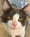 Anfield stray cat will never stalk alone Anfield stray cat will never stalk alone