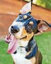 Ssh Tzu, dogs are Sharpei at listening in Ssh Tzu, dogs are Sharpei at listening in