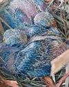 At-risk doves cracking on thanks to zoo At-risk doves cracking on thanks to zoo