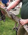 Officers nab 4ft caiman in cannabis raid Officers nab 4ft caiman in cannabis raid