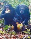 Jungle juice? I'll just have an ape-ricot schnapps, ta Jungle juice? I'll just have an ape-ricot schnapps, ta