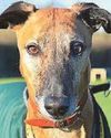 ROCKY'S ROAD TO A SAFE NEW HOME44