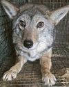 This is why we need a fur free Britain30