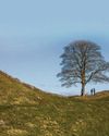 Why I was moved to write play about Sycamore Gap5