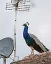Flock & awe37