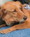 Rescued retriever's 100-mile adventure Rescued retriever's 100-mile adventure