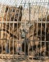 Bears enjoy new sanctuary after rescue mission31
