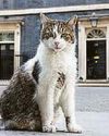 LORDS 'NO' TO CATS' PATROL FUR THEIR OWN SAFETY32