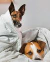 Will 'sleep divorce' over dogs lead to end of our sex life?54