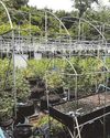 UK'S DRUG MULE ALERT15