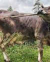 Heifer so clever23