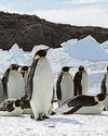Climate-hit penguins breeding lot earlier28