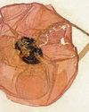 First World War poppy is survivor of horrors44