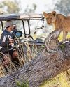 Close encounters of... THE FURRED KING30