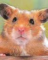 Hamster patch panic44