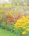 How to plant up a rainbow How to plant up a rainbow44
