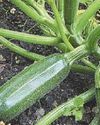 Veg grown in Britain? Of courgette is Veg grown in Britain? Of courgette is35