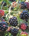 Fruity trio have plum role for all our hearts34