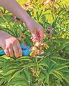 Your guide to deadheading Your guide to deadheading44