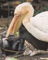 ROYAL PARK'S PELICANS FINALLY HAVE CHICKS21
