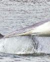 Tail of the unexpected18